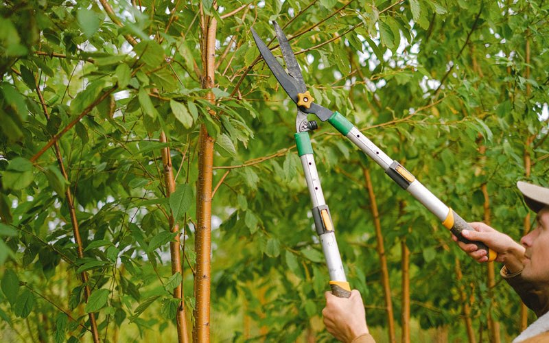 Tree trimming in Halbur, IA